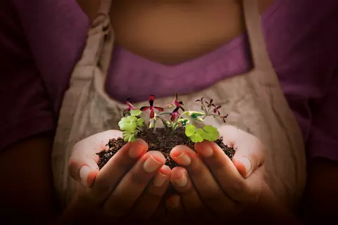 growing plant