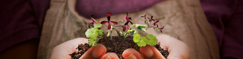 Handen gevuld met zand met daarin enkele plantjes Pelargonium sidoides