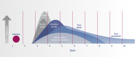 Graphique sur les différentes phases d'un rhume